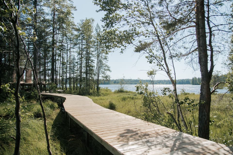 Timber boardwalk through the trees